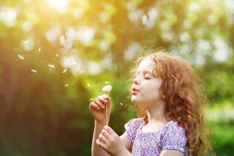 Sinusitis-Pediatric-symptoms Child outdoors blowing the seed pods off of a dandelion that has gone to seed. She holds the dandelion with both hands while looking at it.